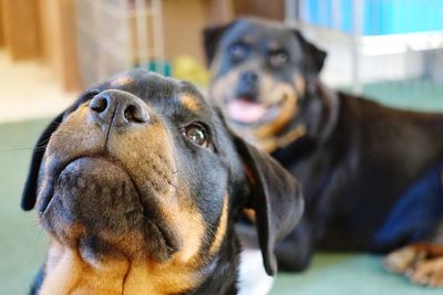 Close-up of dog at home