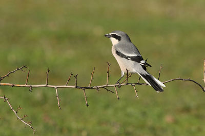 Close-up of bird perching on branch