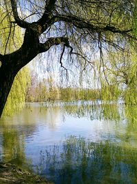 Reflection of trees in lake