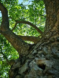 Low angle view of tree trunk in forest