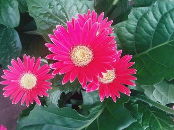 Close-up of flowers blooming outdoors