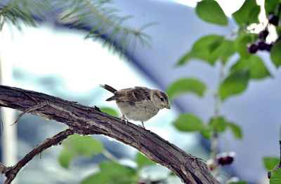 Close-up of bird perching on branch