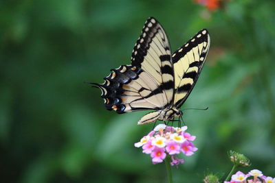 Close-up of butterfly pollinating on pink flower