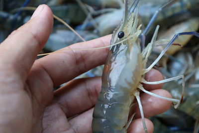 Close-up of hand holding food