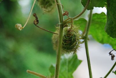 Close-up of plant