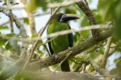 Close-up of bird perching on tree