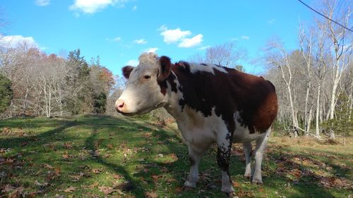 Pasture animal