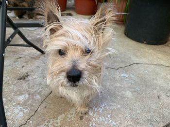 High angle portrait of dog relaxing outdoors