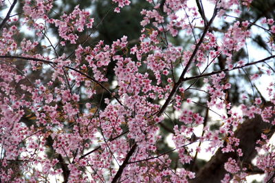 Low angle view of cherry blossoms in spring