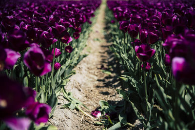 Purple crocus flowers growing in field