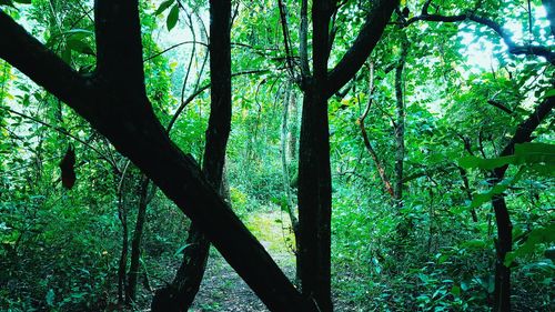 Trees in forest