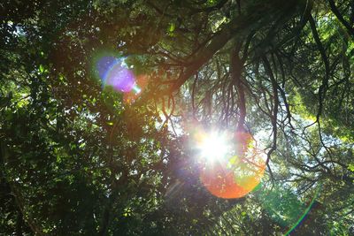 Sun shining through trees