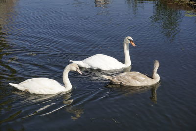 Swans swimming in lake