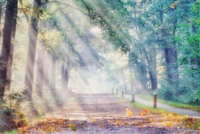 Sunlight falling on trees