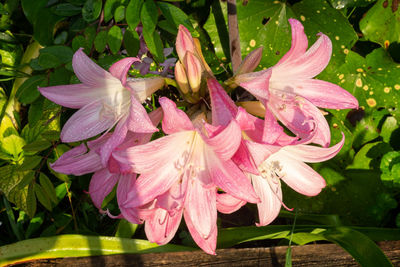 Close-up of pink flowering plant