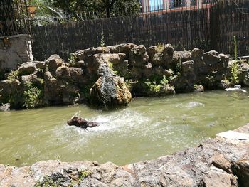 Ducks on rock in water