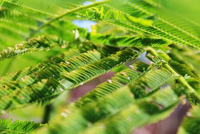 Close-up of fern leaves