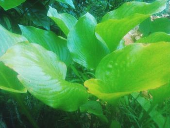 Close-up of fresh green plant