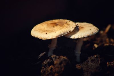 Close-up of mushroom growing outdoors