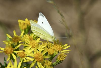 Close-up of butterfly on yellow flower