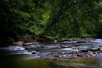 River flowing through forest