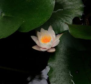 Lotus water lily in pond