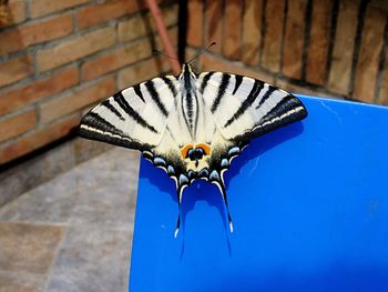 Close-up of butterfly perching on blue wall