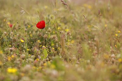 Close-up of red poppy flowers on field