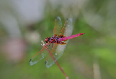 Bug hangging on the branch