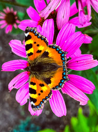 Close-up of butterfly pollinating on flower