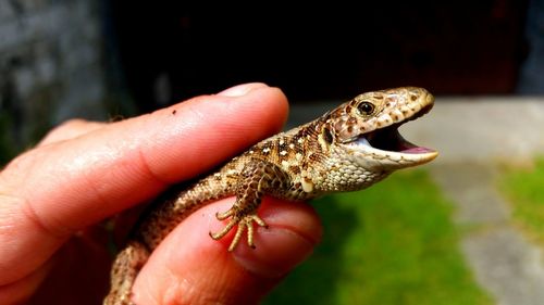 Close-up of lizard