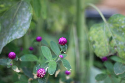 Close-up of pink flowering plant