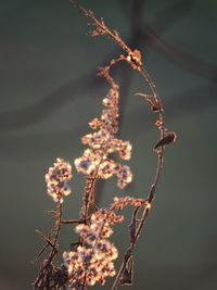 Close-up of plant against sky at night