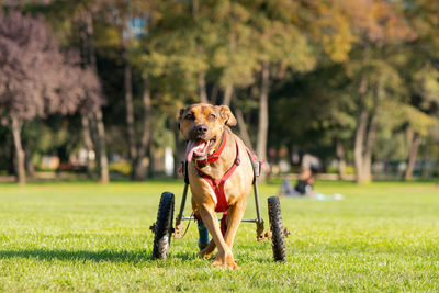 Handicapped dog in wheelchair at a park