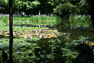 Water lily in lake