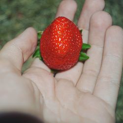 Close-up of hand holding strawberries