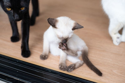 Close-up of cat lying on table