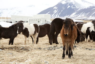 Herd of icelandic horses on a meadow in spring