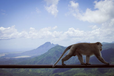 Side view of a horse on mountain against sky