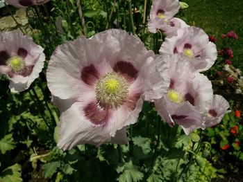 Close-up of pink flowers