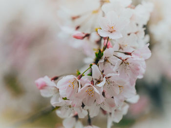 Close-up of pink cherry blossoms in spring