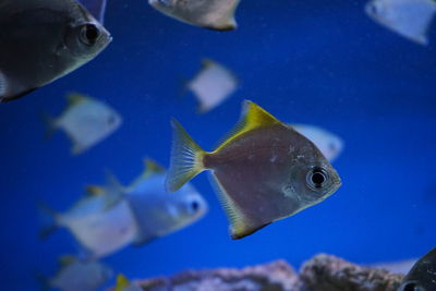 Close-up of fish swimming in the aquarium 