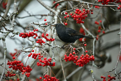 Blackbirds feasting on winter berries