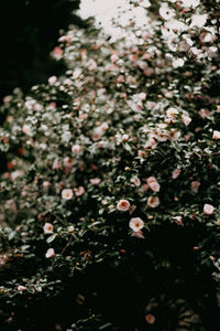 Close-up of white flowering plants