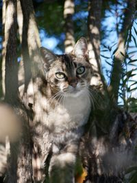 Portrait of a tabby cat on a tree