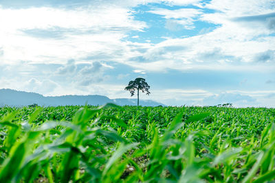 Plants growing on land against sky