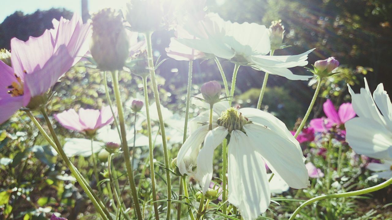 flower, freshness, petal, fragility, growth, flower head, beauty in nature, blooming, plant, nature, close-up, focus on foreground, stem, in bloom, white color, pollen, day, no people, sunlight, outdoors