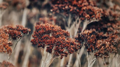 Close-up of wilted plant during autumn