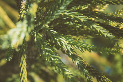 Close-up of pine tree