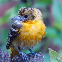 Close-up of bird perching outdoors